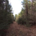 Timberland property for sale in Winn Parish