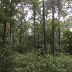 Timberland for sale in Winn Parish
