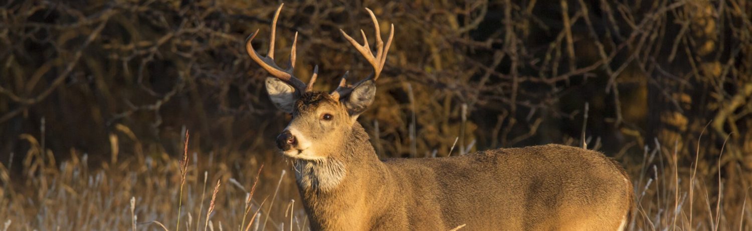 deer hunting land for sale