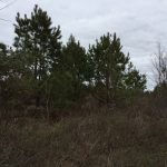 West Carroll Parish Recreational land for sale