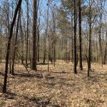 Recreational land for sale in Morehouse Parish