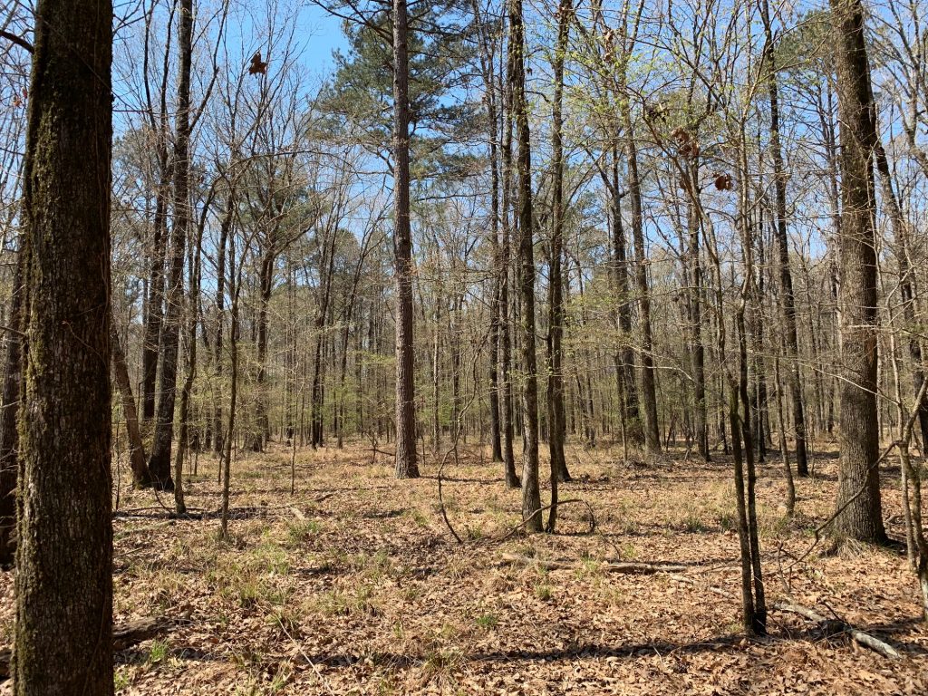 Timberland for sale in Morehouse Parish