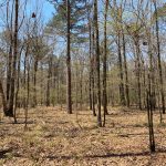 Timberland for sale in Morehouse Parish
