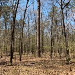 Recreational land for sale in Morehouse Parish