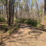 Morehouse Parish Timberland for sale
