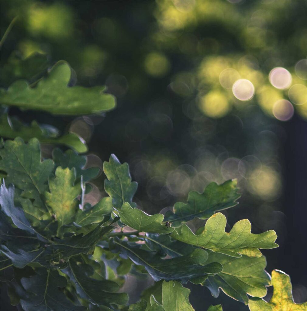 Understanding and Planting Oak Trees