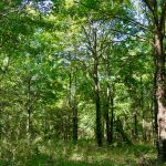 Ranchland property for sale in Catahoula Parish