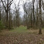 Timberland for sale in Rapides Parish