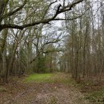 Timberland property for sale in Rapides Parish
