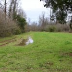 Rapides Parish Timberland property for sale