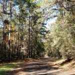 Timberland for sale in Sabine Parish