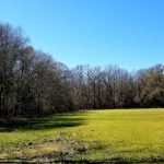 Catahoula Parish Timberland property for sale