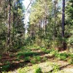 Commercial land for sale in Grant Parish