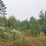 Investment land for sale in Union Parish