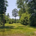 Timberland property for sale in La Salle Parish