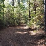 Timberland for sale in Bienville Parish