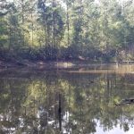 Bienville Parish Hunting land for sale