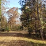 Timberland for sale in Grant Parish
