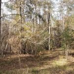 Timberland property for sale in Grant Parish