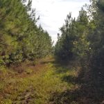Recreational land for sale in Winn Parish
