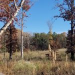 Ranchland property for sale in Jackson Parish