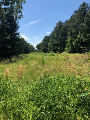 Timberland property for sale in Caddo Parish