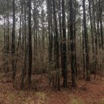 Lincoln Parish Timberland property for sale