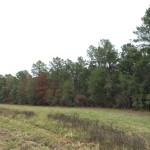 Red River Parish Timberland for sale
