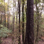 Timberland for sale in Red River Parish