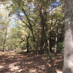 Timberland property for sale in Caldwell Parish