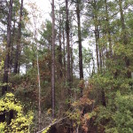 Red River Parish Timberland property for sale