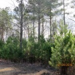 Investment land for sale in Saline County