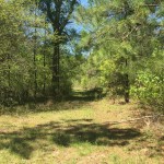 Beauregard Parish Pasture land for sale