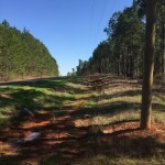 Timberland property for sale in Bossier Parish