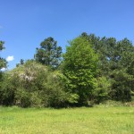 Bienville Parish Development land for sale