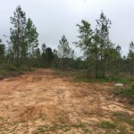 Timberland for sale in Grant Parish