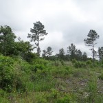 Development land for sale in Bienville Parish