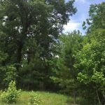 Beauregard Parish Residential land for sale