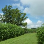 Recreational land for sale in St. Martin Parish