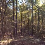 Timberland for sale in Caldwell Parish