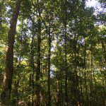 Recreational property for sale in Sabine Parish