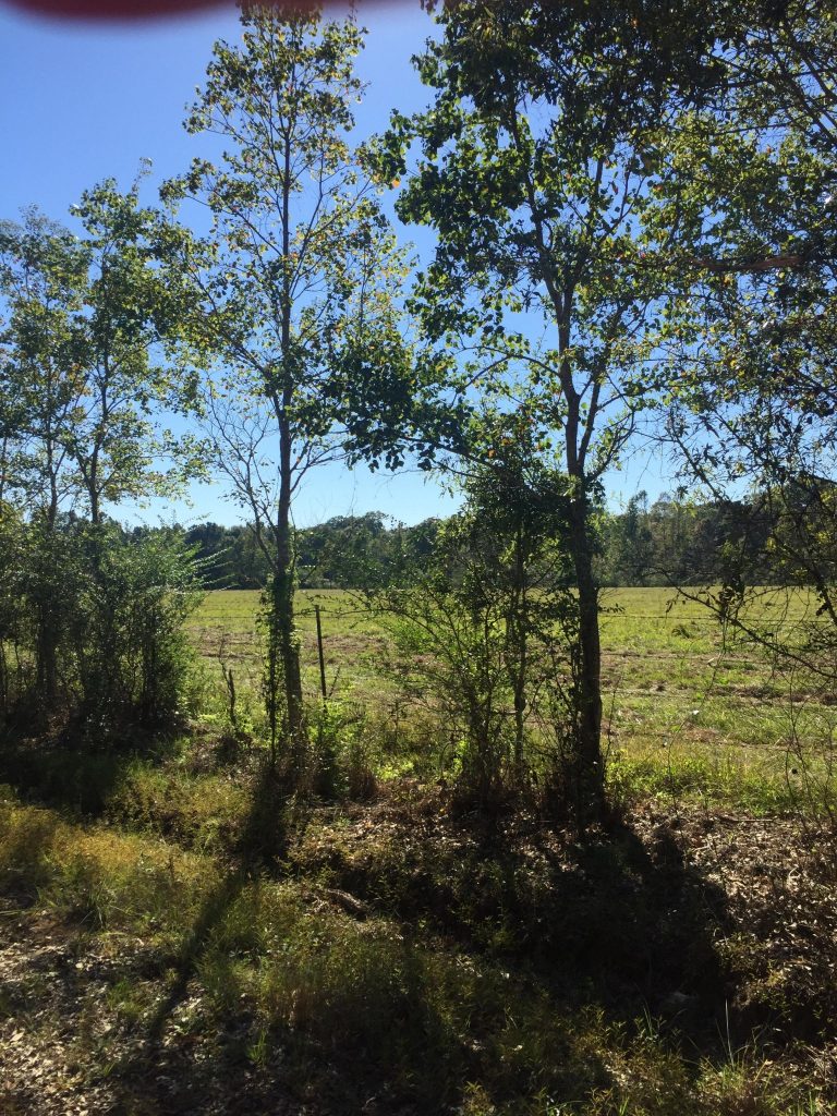 Beauregard Parish Recreational land for sale