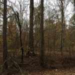 Investment land for sale in Jackson Parish
