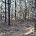 Timberland for sale in Claiborne Parish