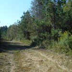 Investment land for sale in Lafayette County
