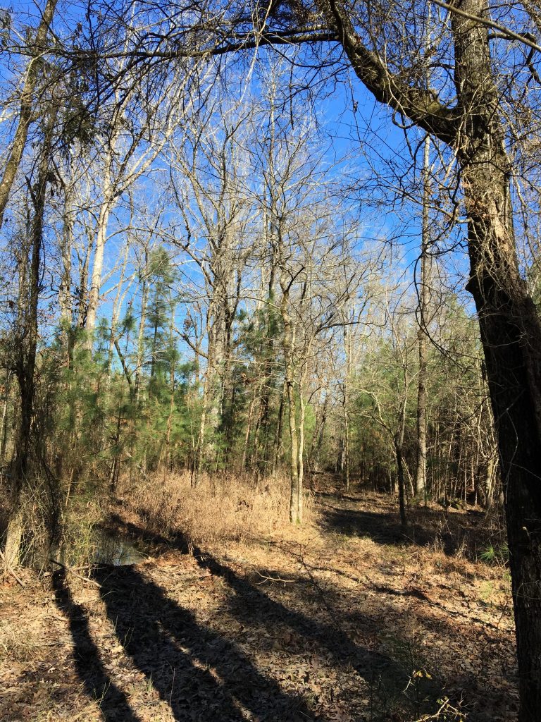 Timberland property for sale in Lafayette County