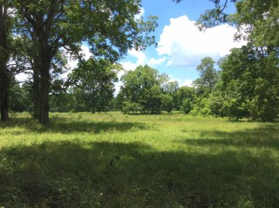 Grant Parish Timberland property for sale