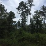 Timberland property for sale in Jackson Parish