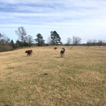 Residential land for sale in Union Parish