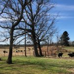 Pasture property for sale in Union Parish